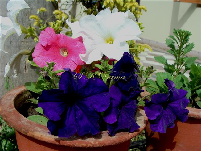  Flower